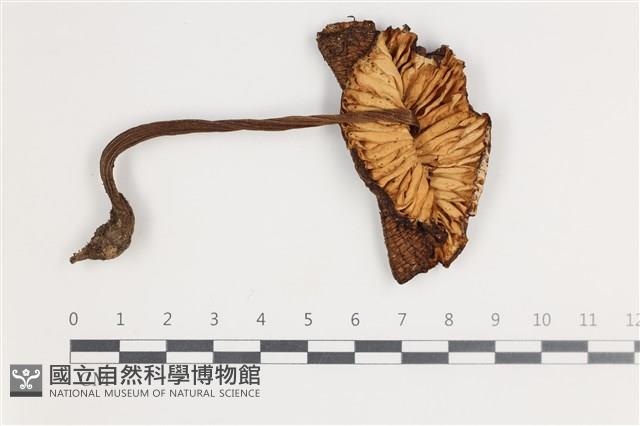 登錄號:F0035715藏品圖，第1張