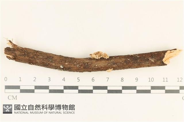 登錄號:F0019715藏品圖，第1張