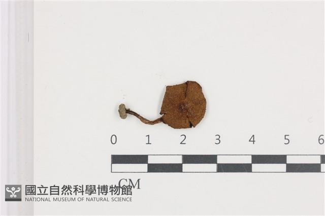 登錄號:F0036515藏品圖，第1張