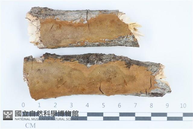 登錄號:F0034515藏品圖，第1張