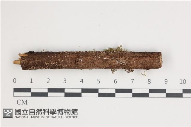 登錄號:F0035515藏品圖，第1張