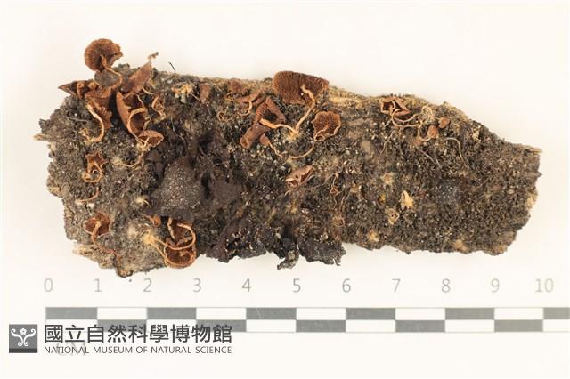 登錄號:F0037115藏品圖，第1張