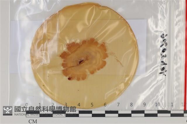 登錄號:F0035115藏品圖，第1張
