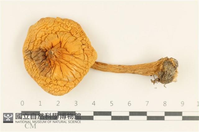 登錄號:F0038015藏品圖，第1張