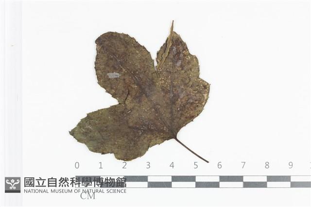 登錄號:F0036015藏品圖，第1張