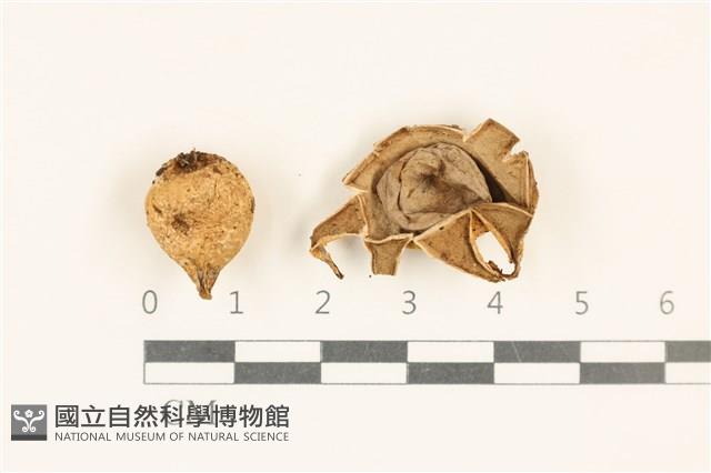 登錄號:F0037015藏品圖，第1張