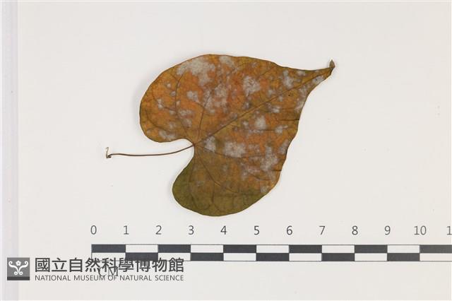 登錄號:F0035015藏品圖，第4張