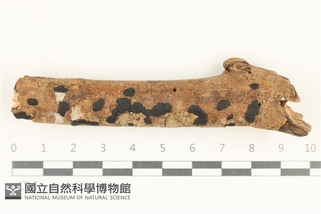 登錄號:F0038315藏品圖，第1張