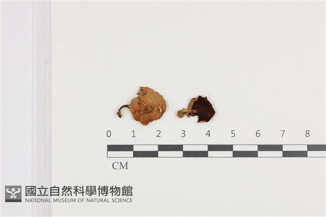 登錄號:F0036315藏品圖，第1張
