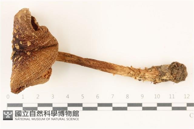 登錄號:F0037315藏品圖，第1張