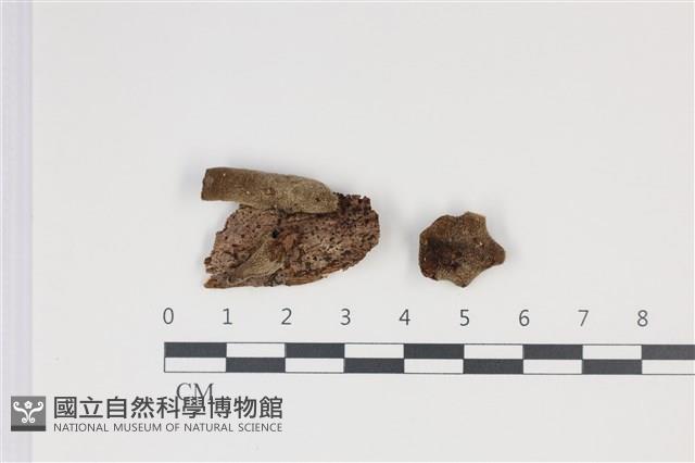 毛木耳藏品圖，第1張