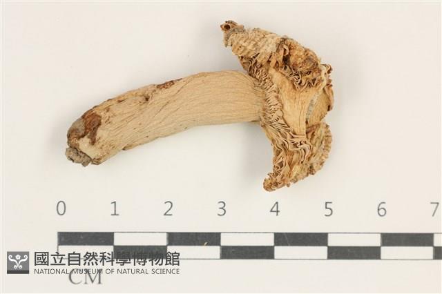 登錄號:F0038255藏品圖，第1張