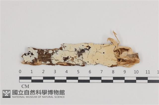 顯絲菌屬藏品圖，第1張