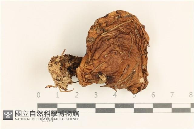 登錄號:F0037255藏品圖，第1張
