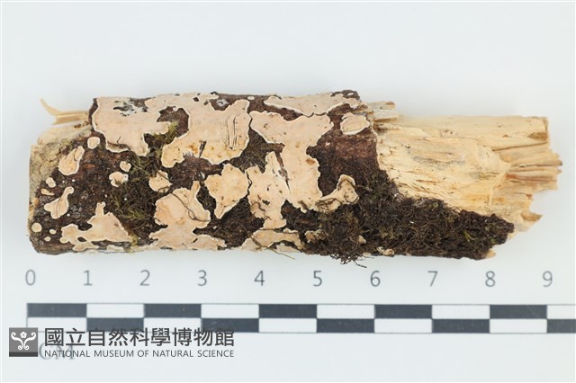 登錄號:F0039255藏品圖，第1張