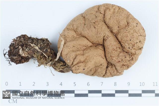 登錄號:F0038855藏品圖，第1張