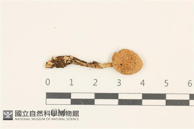 登錄號:F0036855藏品圖，第1張