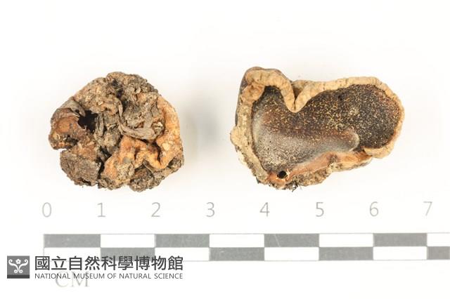 登錄號:F0037855藏品圖，第1張