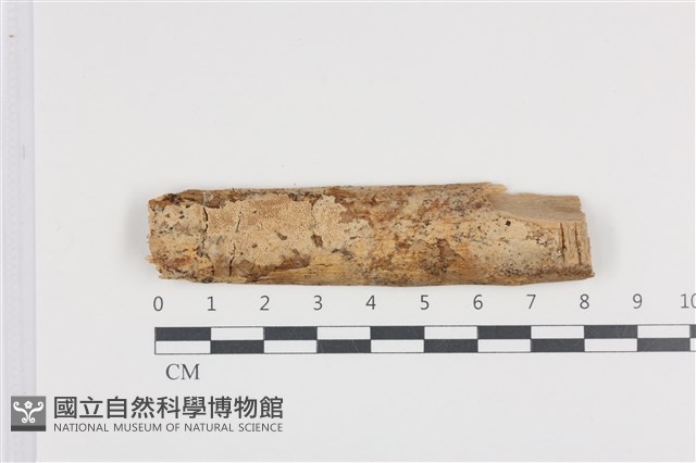 登錄號:F0013855藏品圖，第1張