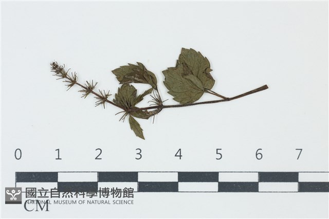 登錄號:F0038955藏品圖，第1張