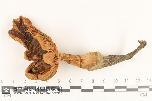 登錄號:F0036955藏品圖，第1張