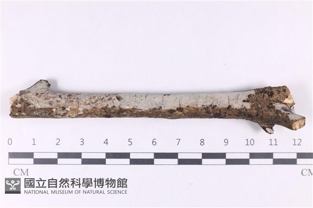 登錄號:F0032955藏品圖，第1張