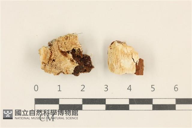 登錄號:F0017955藏品圖，第1張