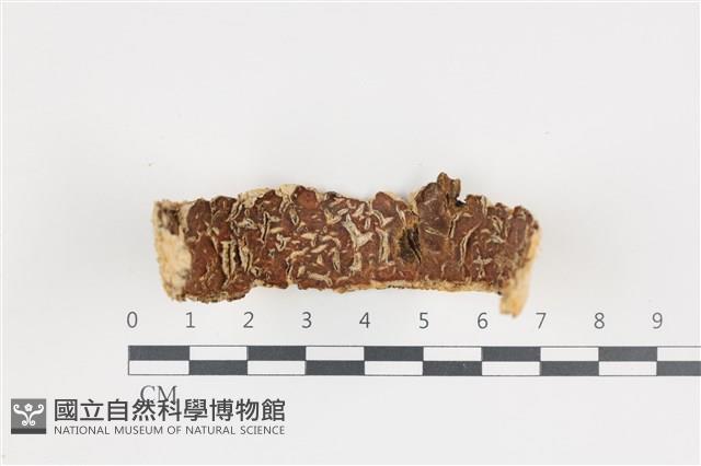 登錄號:F0035955藏品圖，第1張