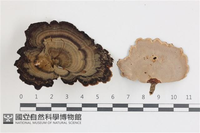相鄰小孔菌藏品圖，第1張