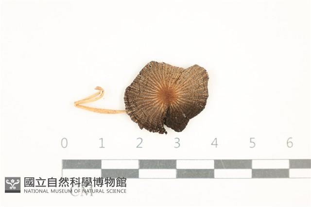登錄號:F0037655藏品圖，第1張