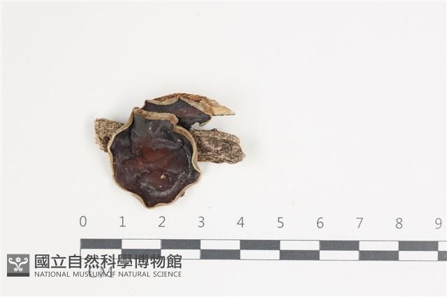 登錄號:F0035655藏品圖，第1張