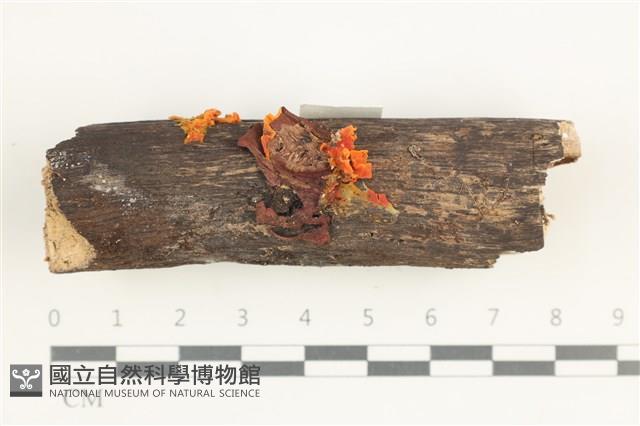 登錄號:F0038455藏品圖，第1張