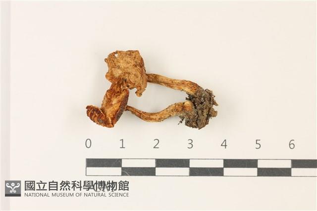 登錄號:F0037455藏品圖，第1張