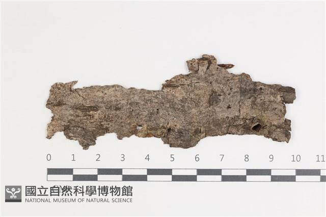 登錄號:F0035455藏品圖，第1張