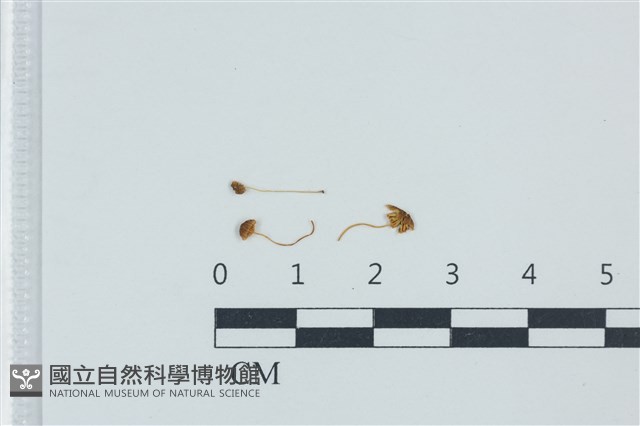小菇屬藏品圖，第1張