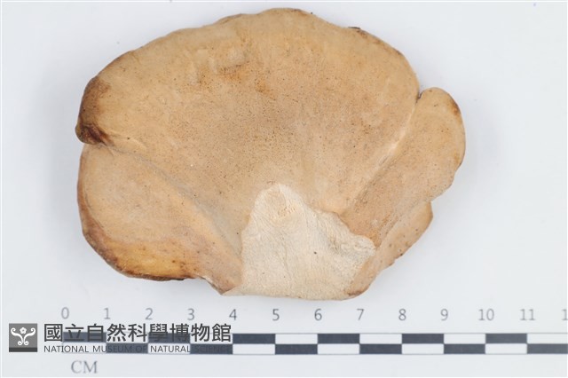 登錄號:F0038755藏品圖，第1張
