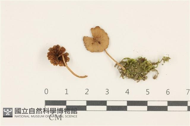 登錄號:F0036755藏品圖，第1張