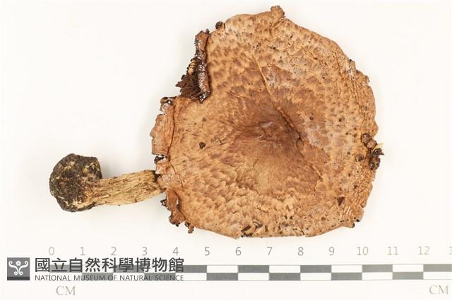登錄號:F0037755藏品圖，第1張