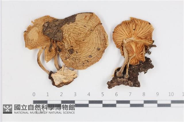 登錄號:F0035755藏品圖，第1張