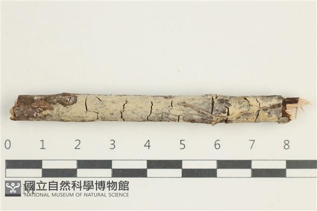 登錄號:F0038555藏品圖，第1張