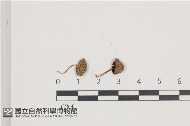鬼傘屬藏品圖，第1張