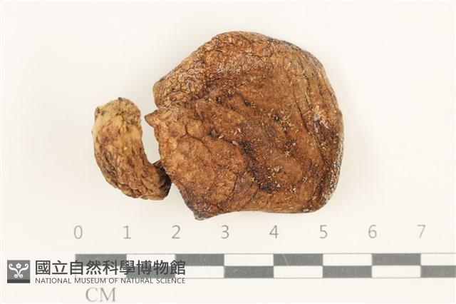 登錄號:F0037555藏品圖，第1張