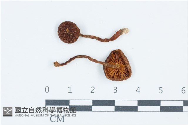 登錄號:F0039555藏品圖，第1張