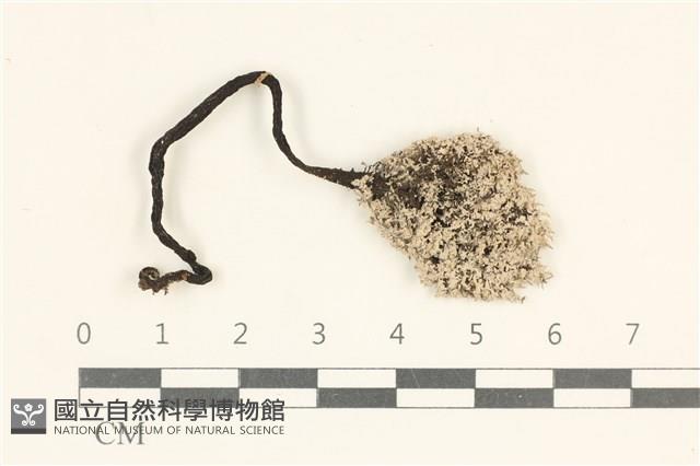 登錄號:F0038155藏品圖，第1張