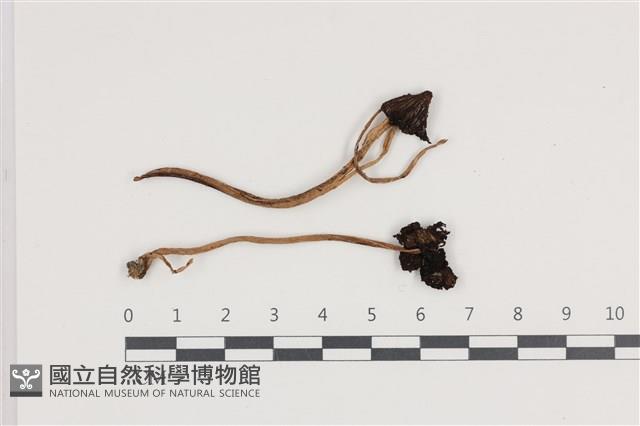 鬼傘屬藏品圖，第1張