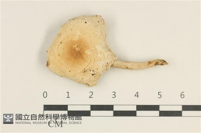 登錄號:F0038055藏品圖，第1張