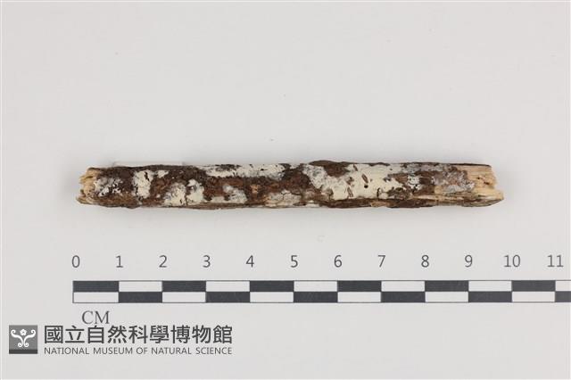 登錄號:F0036055藏品圖，第1張