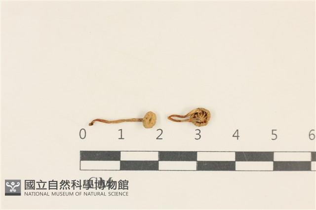 濕傘屬藏品圖，第1張