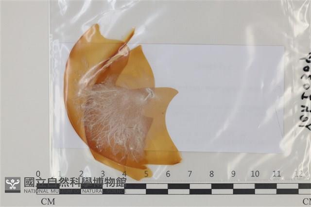 登錄號:F0035055藏品圖，第1張