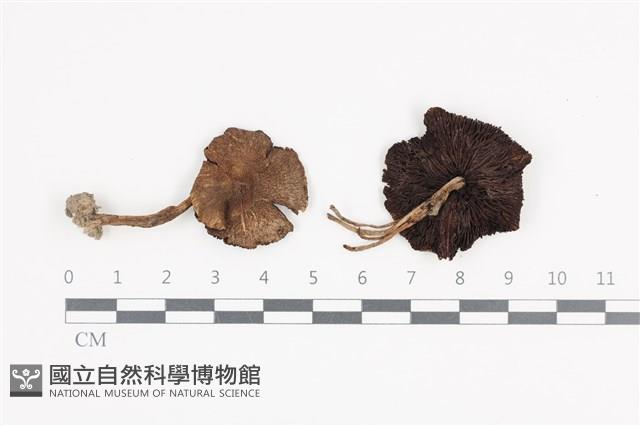 登錄號:F0036355藏品圖，第1張